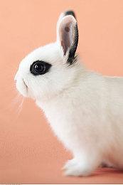 《银河文明4》将于4月26日正式发售 暂不支持中文